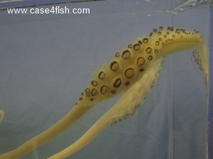 Foto Galerie/Cephalopoda/Loligo vulgaris_01/Loligo vulgaris_01_03_S.jpg
